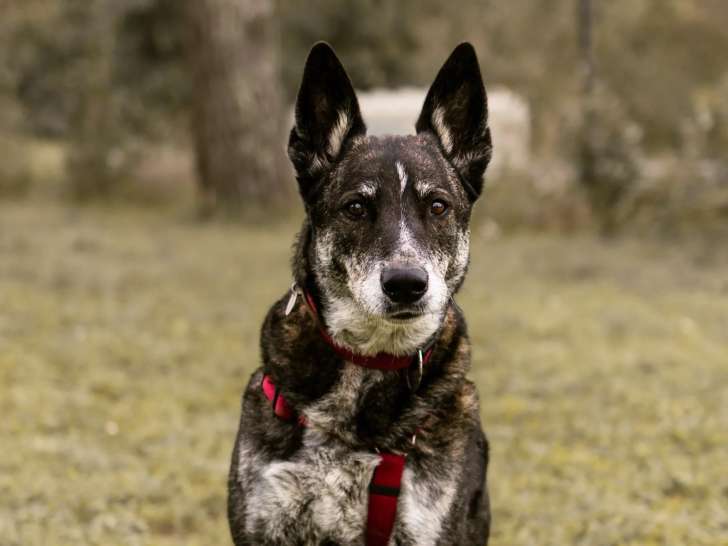 Adoption disponible : chienne Berger Malinois de 9 ans