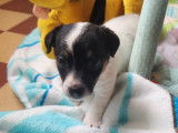 4 chiots mâles Jack Russell à vendre