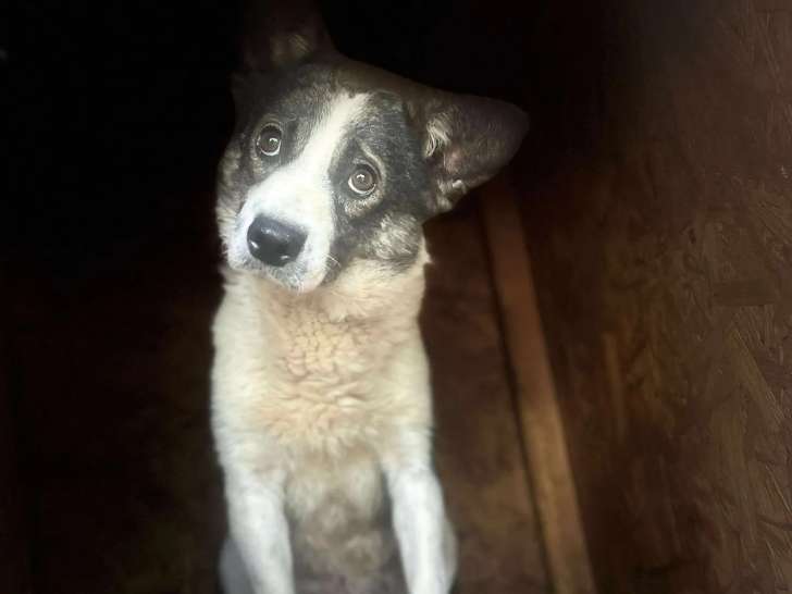 À la recherche d’un foyer : chien de 7 ans au pelage noir et blanc