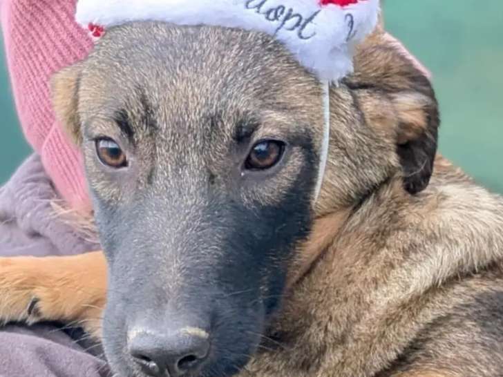 À adopter : chiot femelle Berger Malinois fauve charbonné de 9 mois