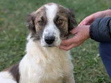Adoption disponible : chienne marron et blanche de 2 ans