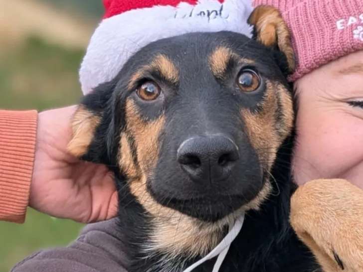 En attente d’un foyer : chiot femelle de 9 mois au pelage noir et beige