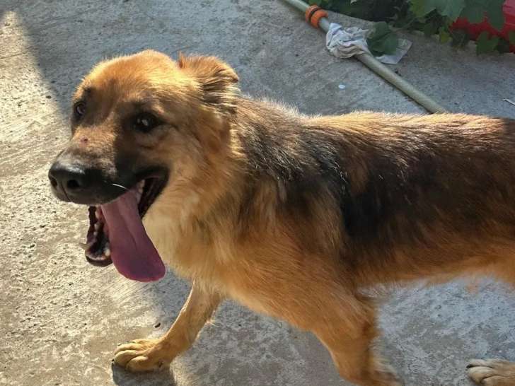 Disponible à l’adoption : chienne de 4 ans au pelage noir et feu