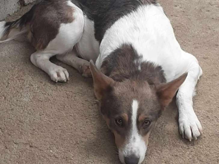 Prête pour l’adoption : chienne de 3 ans au pelage tricolore