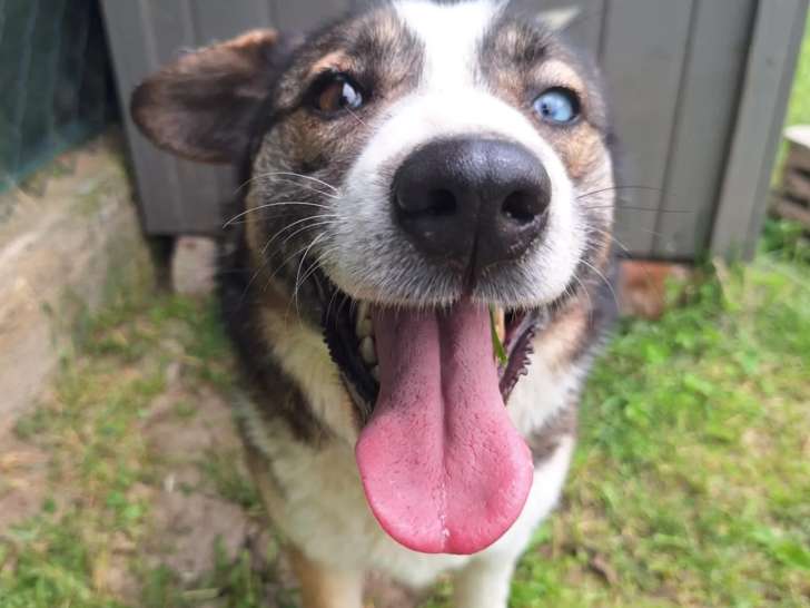 À adopter : chienne de 3 ans au pelage chocolat et blanc