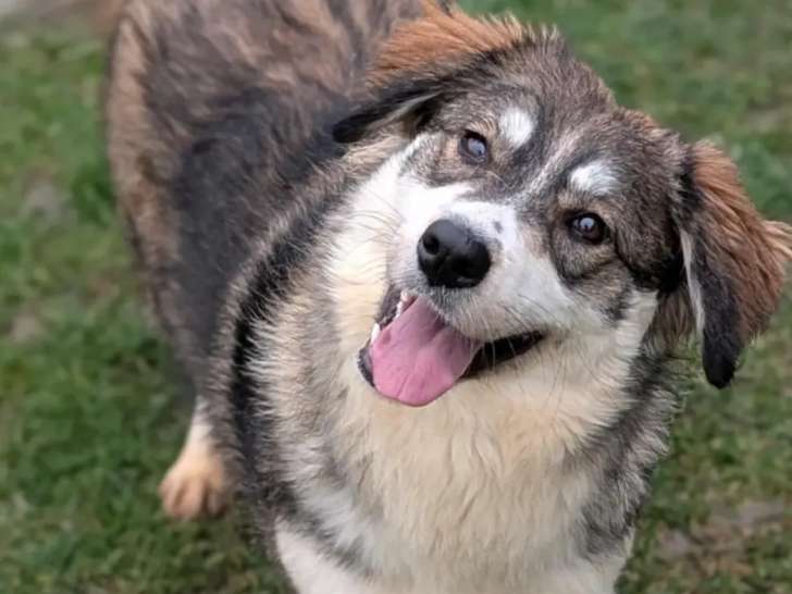 Prêt pour l’adoption : chienne de 4 ans au pelage marron et blanc