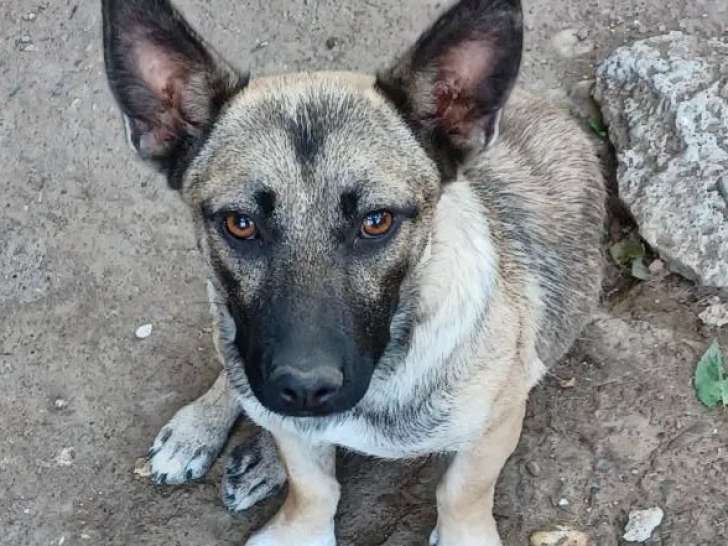 Disponible à l’adoption : chienne de 3 ans au pelage marron