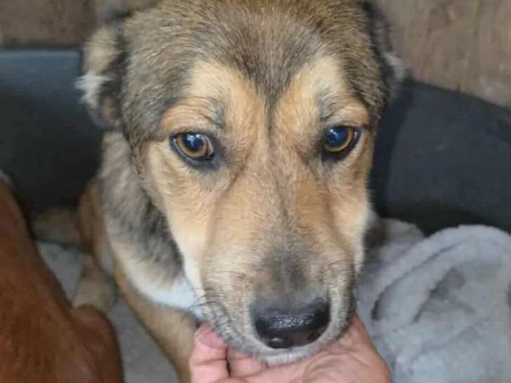 Prêt pour l’adoption : chien marron et blanc de 2 ans