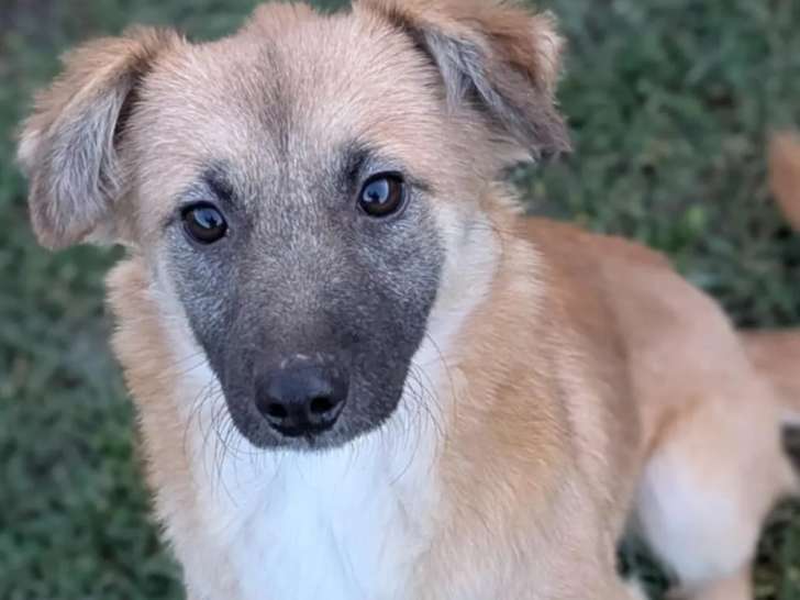 Adoption disponible : chiot femelle beige de 10 mois