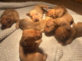 Chiots American Staff à vendre