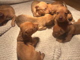 Chiots American Staff à vendre