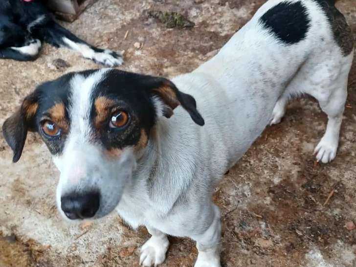 Prête pour l’adoption : chienne noire et blanche de 4 ans