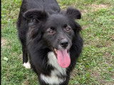 Prête pour l’adoption : chienne noire avec marque blanche de 2 ans