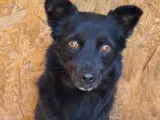 Disponible à l’adoption : chienne noire de 2 ans
