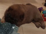 Adorables chiots Chow-Chow LOF à vendre