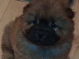 Adorables chiots Chow-Chow LOF à vendre