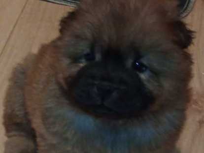 Adorables chiots Chow-Chow LOF à vendre