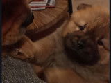 Adorables chiots Chow-Chow LOF à vendre