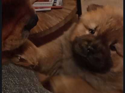 Adorables chiots Chow-Chow LOF à vendre