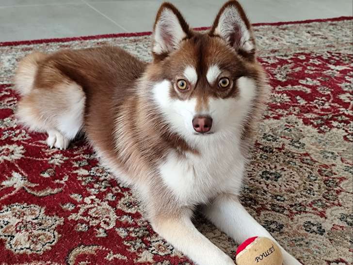 Mâle Pomsky chocolat aux yeux verts disponible pour saillie