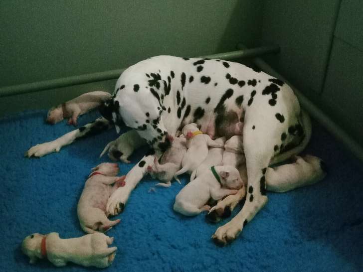 Chiots Dalmatien Lof
