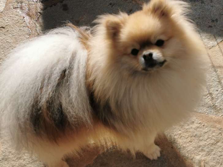 Vandalo, mâle Loulou de Poméranie LOF à vendre