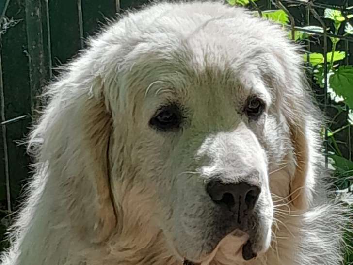 Chiots de race Berger Polonais de Podhale à vendre (5 femelles & 3 mâles)