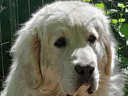 Chiots de race Berger Polonais de Podhale à vendre (5 femelles & 3 mâles)
