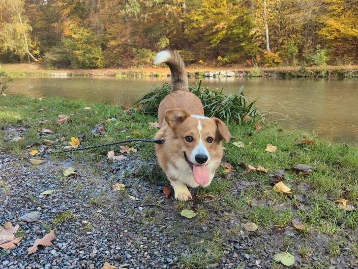 Mâle Corgi Pembroke disponible pour saillie