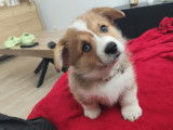 Mâle Corgi Pembroke disponible pour saillie