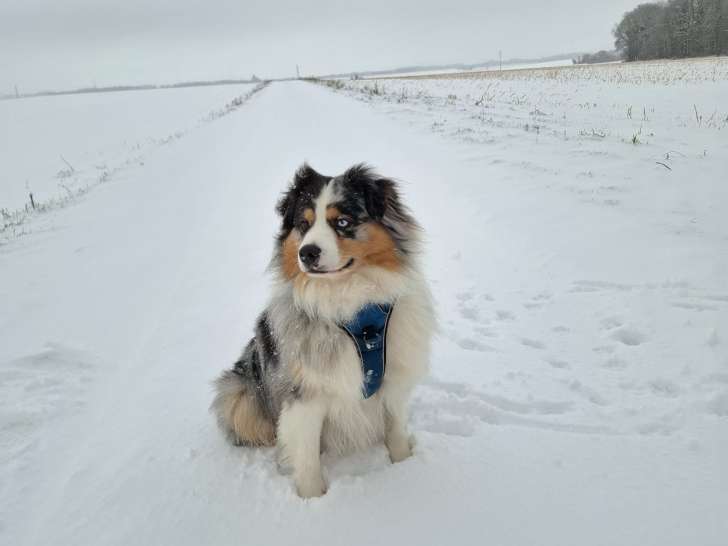 De race Berger Australien disponible pour saillie