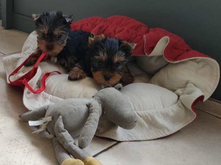 Chiots de type Yorkshire Terrier à vendre (1 femelle & 3 mâles)