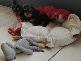 Chiots de type Yorkshire Terrier à vendre (1 femelle & 3 mâles)