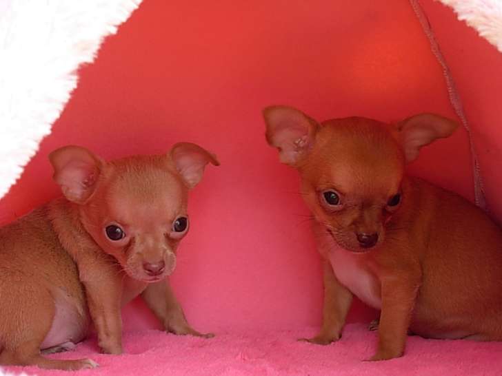 Chiots de race Chihuahua à vendre (1 femelle & 1 mâle)