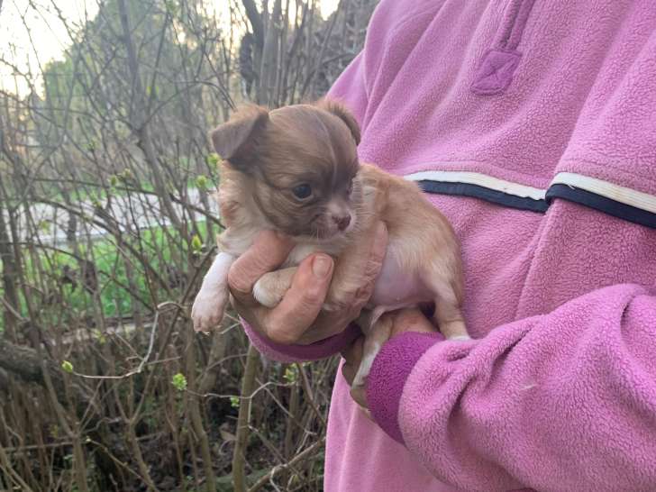 Chiots de race Chihuahua à vendre (1 femelle & 1 mâle)