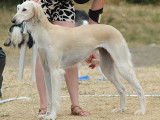 Chiots Saluki  LOF à naître