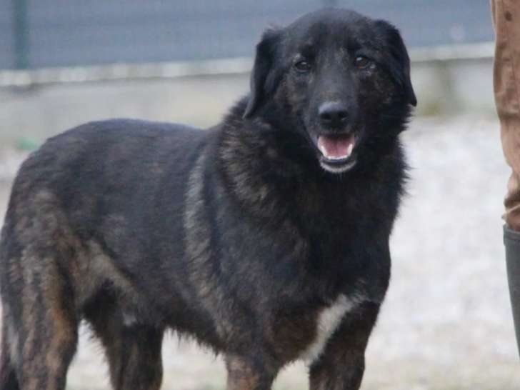 Disponible à l’adoption : chien de 6 ans au pelage bringé