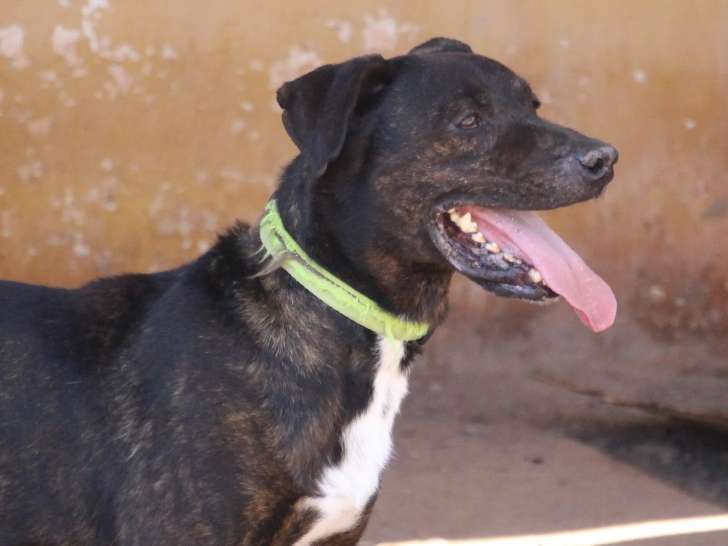 À la recherche d’une famille : chien de 9 ans au pelage bringé