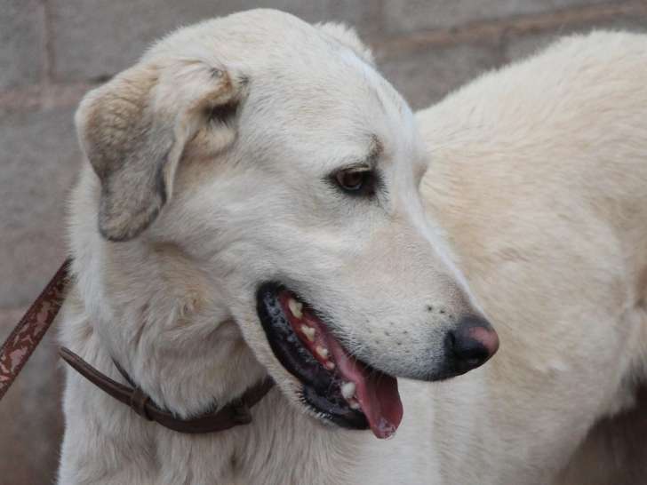 En quête d’un foyer : chien de 3 ans au pelage blanc