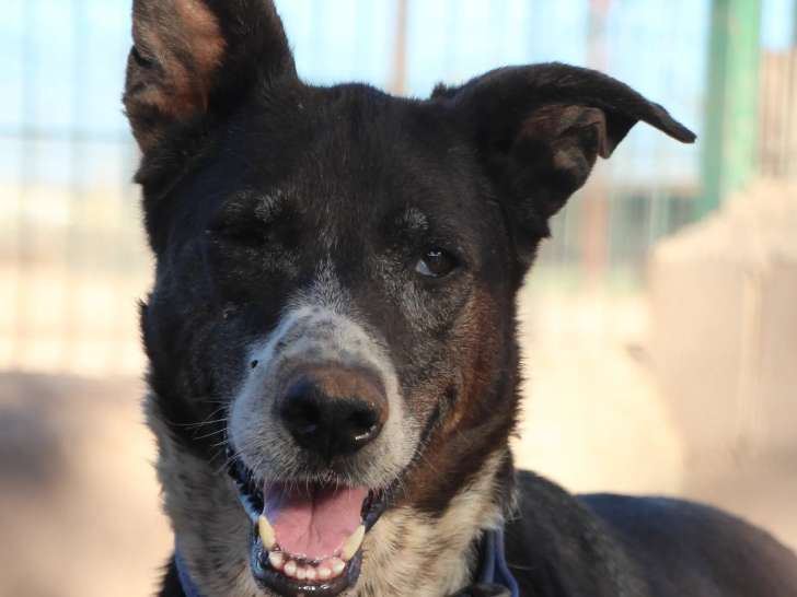 À adopter : chienne de 9 ans au pelage marron et blanc