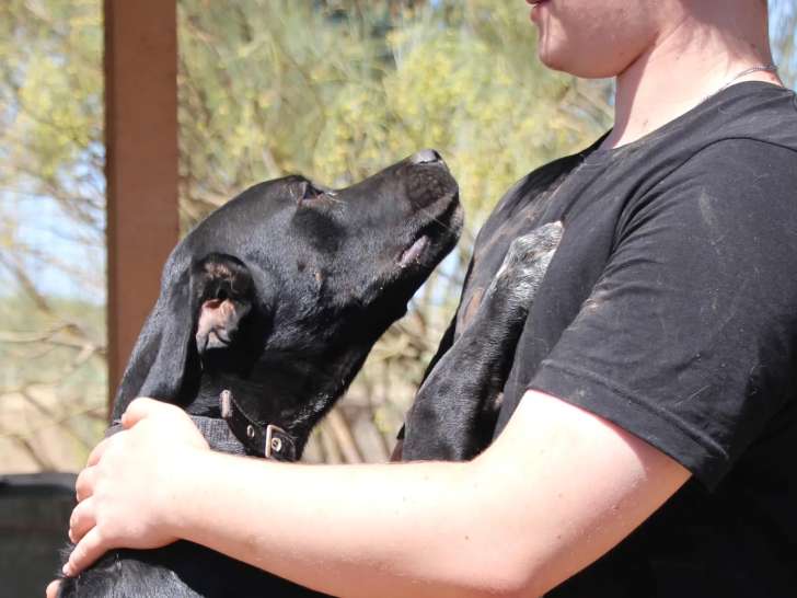 En attente d’un foyer : chien au pelage noir