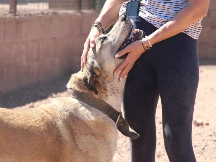 À la recherche d’une famille : chien de 9 ans au pelage beige