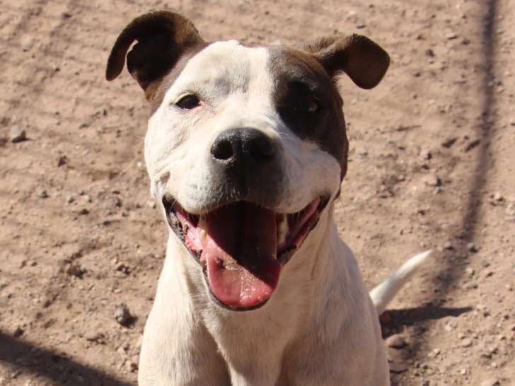 Disponible à l’adoption : chienne de 4 ans