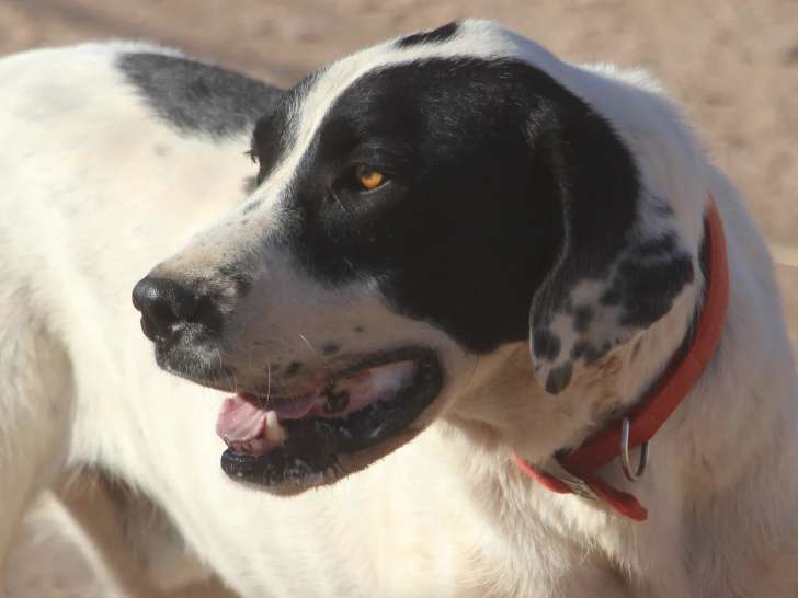 Prête pour l’adoption : chienne Dogue Allemand de 4 ans