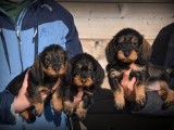 Chiots Teckel à poil dur à vendre