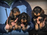 Chiots Teckel à poil dur à vendre