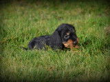 Chiots Teckel à poil dur à vendre