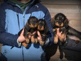 Chiots Teckel à poil dur à vendre