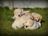 Chiots Golden Retriever à vendre