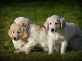 Chiots Golden Retriever à vendre
